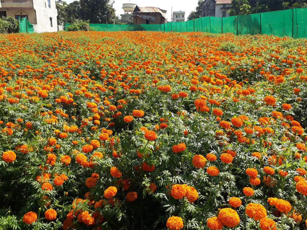 sayapatri-2.jpg